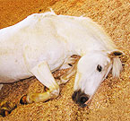 Wood Chip Horse Bedding Image